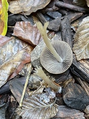 Parasola conopilea