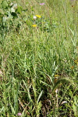 Helianthus pauciflorus