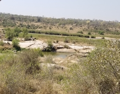 Hippopotamidae