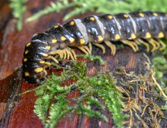 Apheloriini