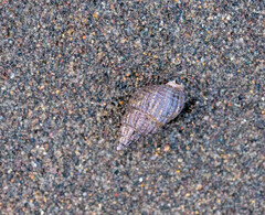 Ilyanassa trivittata