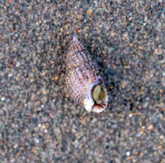 Ilyanassa trivittata