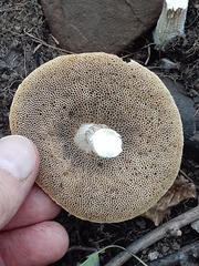 Leccinellum griseum