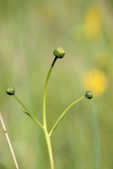 Helianthus pauciflorus
