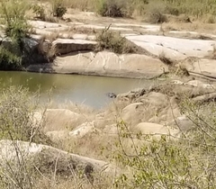 Hippopotamidae