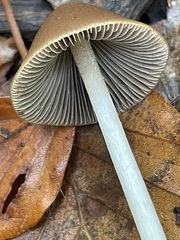 Parasola conopilea