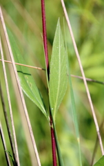 Helianthus pauciflorus