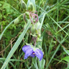 Tradescantia ohiensis
