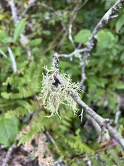 Evernia mesomorpha