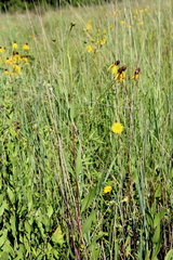 Helianthus pauciflorus