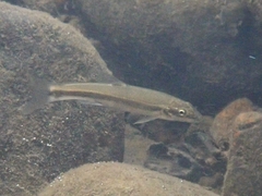 Rhinichthys cataractae