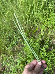 Paspalum floridanum