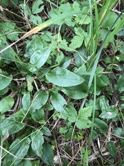 Packera schweinitziana