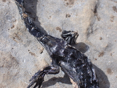 Salamandra atra