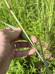 Paspalum floridanum