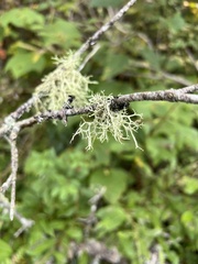 Evernia mesomorpha
