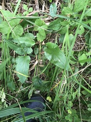 Packera schweinitziana