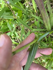 Paspalum floridanum