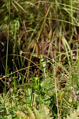 Asclepias rubra