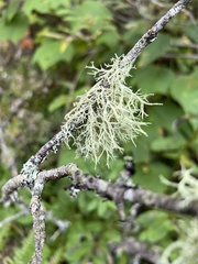 Evernia mesomorpha