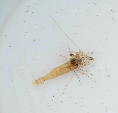 Eualus pusiolus