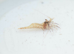 Eualus pusiolus