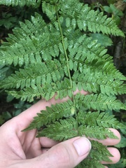 Dryopteris