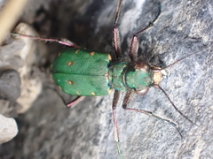 Cicindela campestris