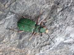 Cicindela campestris
