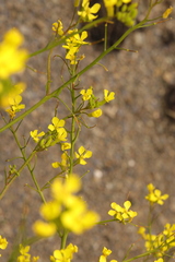 Raphanus raphanistrum landra