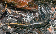 Desmognathus carolinensis