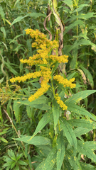 Solidago