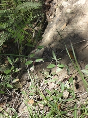 Crotalus ravus