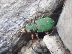 Cicindela campestris