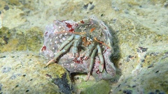 Clibanarius erythropus