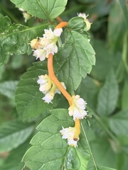 Cuscuta gronovii