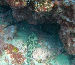Scorpaena porcus