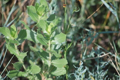 Grindelia ciliata