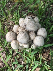 Coprinopsis variegata
