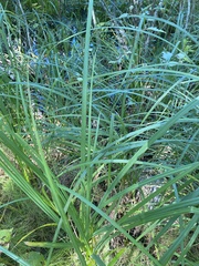 Carex