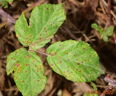 Phragmidium violaceum