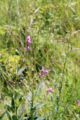 Desmodium canadense