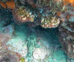Scorpaena porcus