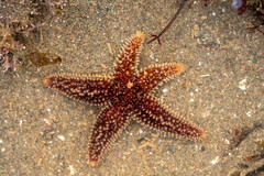 Asterias rubens