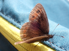 Erebia