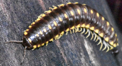 Apheloriini