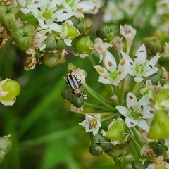 Acalymma trivittatum