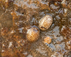 Onchidoris bilamellata