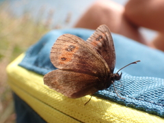 Erebia