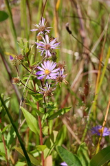 Eurybia spectabilis